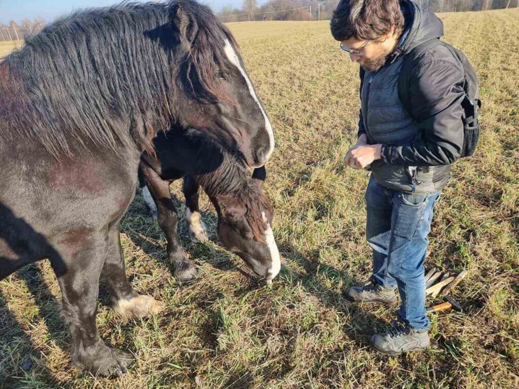 Dwa konie ciekawsko patrzące na badacza.