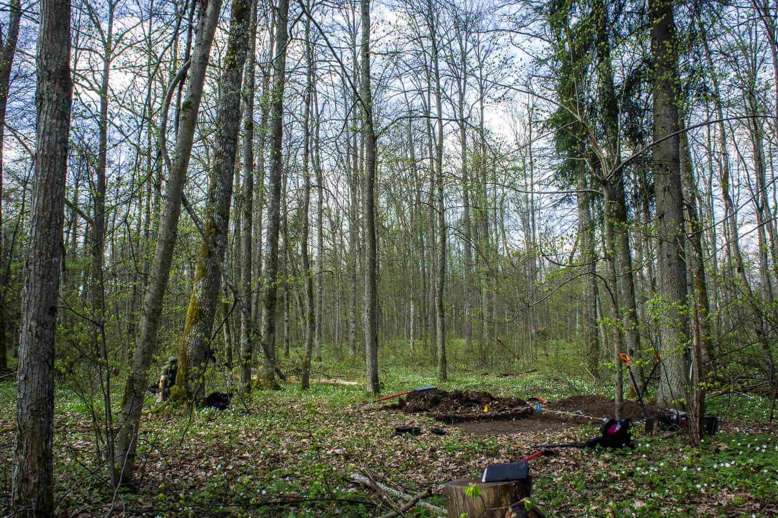 Widok na otwarty wykop i las dookoła.