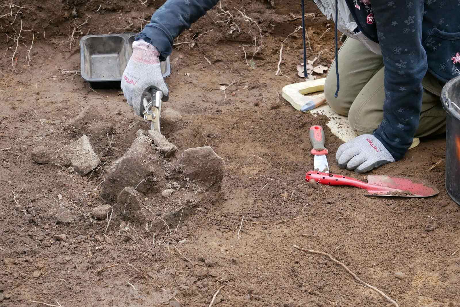 Odczyszczanie zbioru kamieni z ziemi i korzonków.