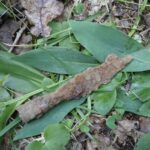 grot włóczni na ściółce