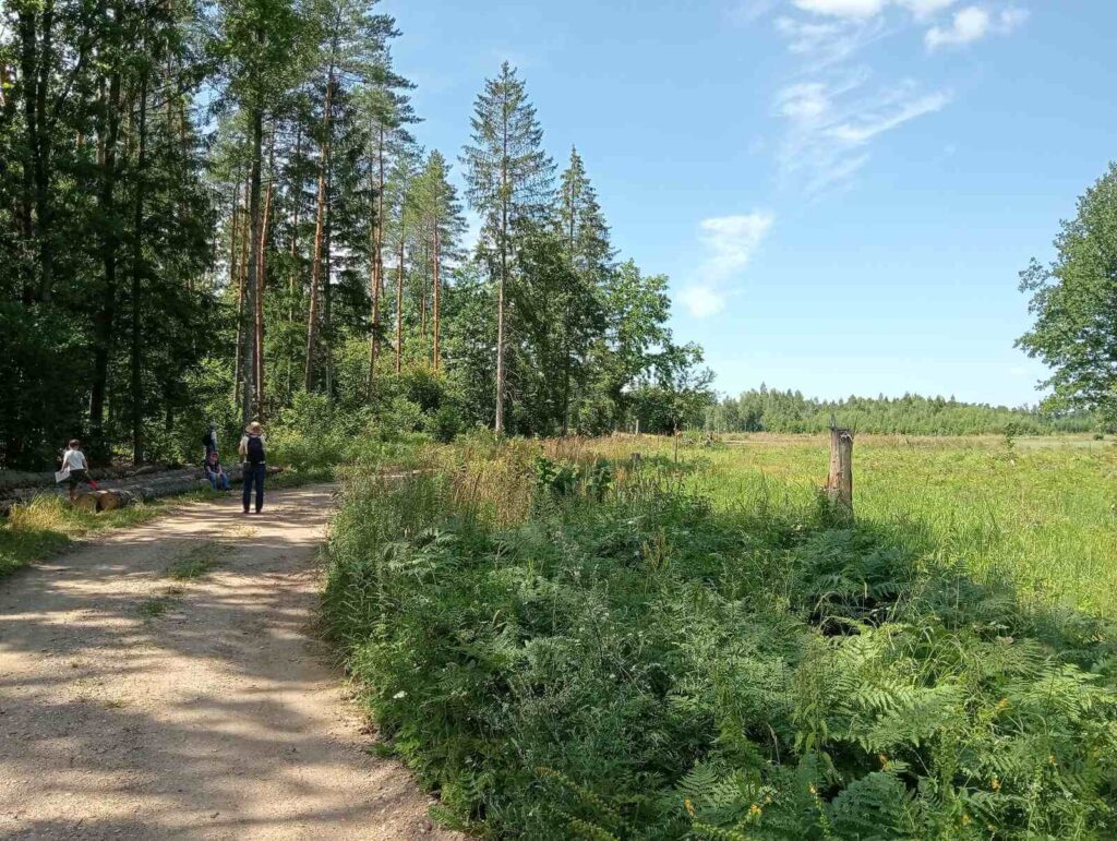 widok na leśną drogę i graczy