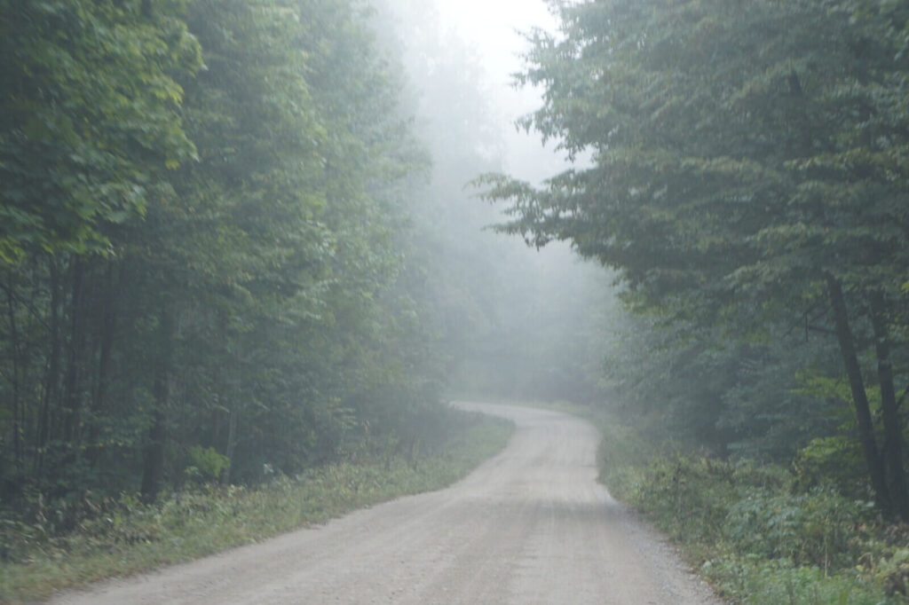 Widok na zamgloną leśną drogę w Puszczy Boreckiej