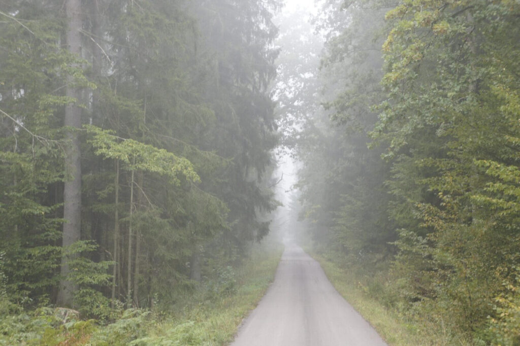 Widok na zamgloną leśną drogę w Puszczy Boreckiej
