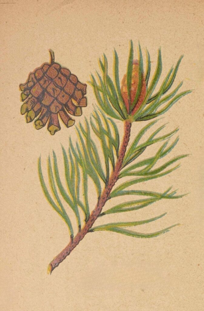 rysunek gałązki i szyszki drzewa iglastego