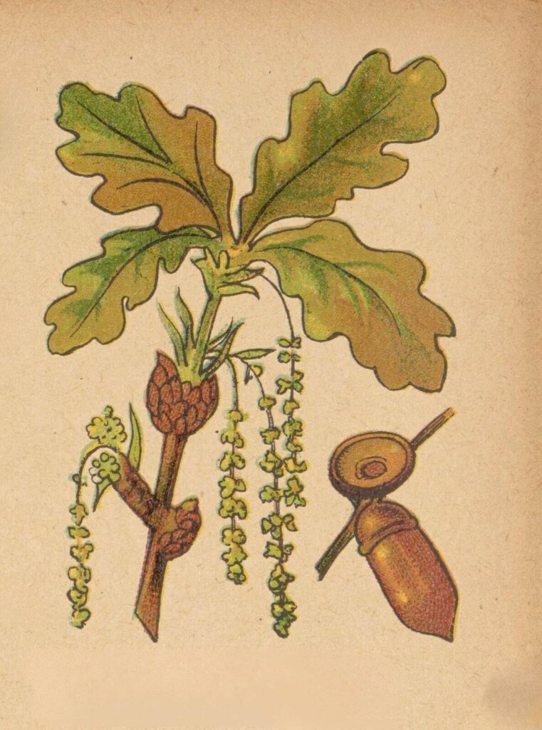 rysunki gałązki i owocu drzewa liściastego