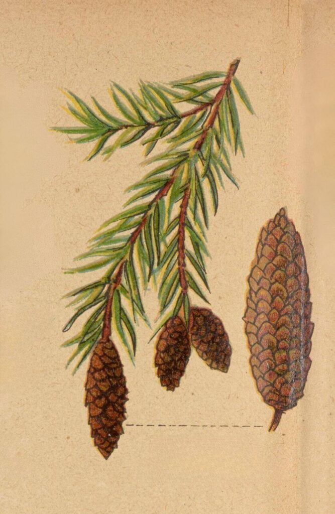 rysunek gałązki i szyszki drzewa iglastego