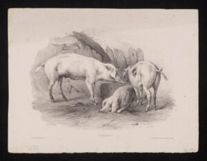 trzy świnie w różnych pozach, rysunek ołówkiem