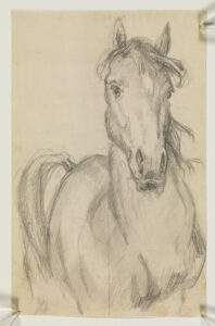 koń widziany z przodu, rysunek ołówkiem