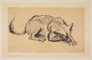 leżący pies, rysunek ołówkiem