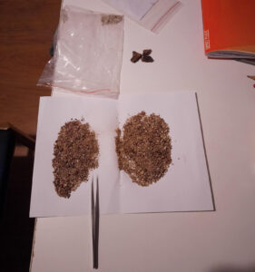 Kupki piasku na białej kartce przygotowane do przejrzenia pod kątem nasion.