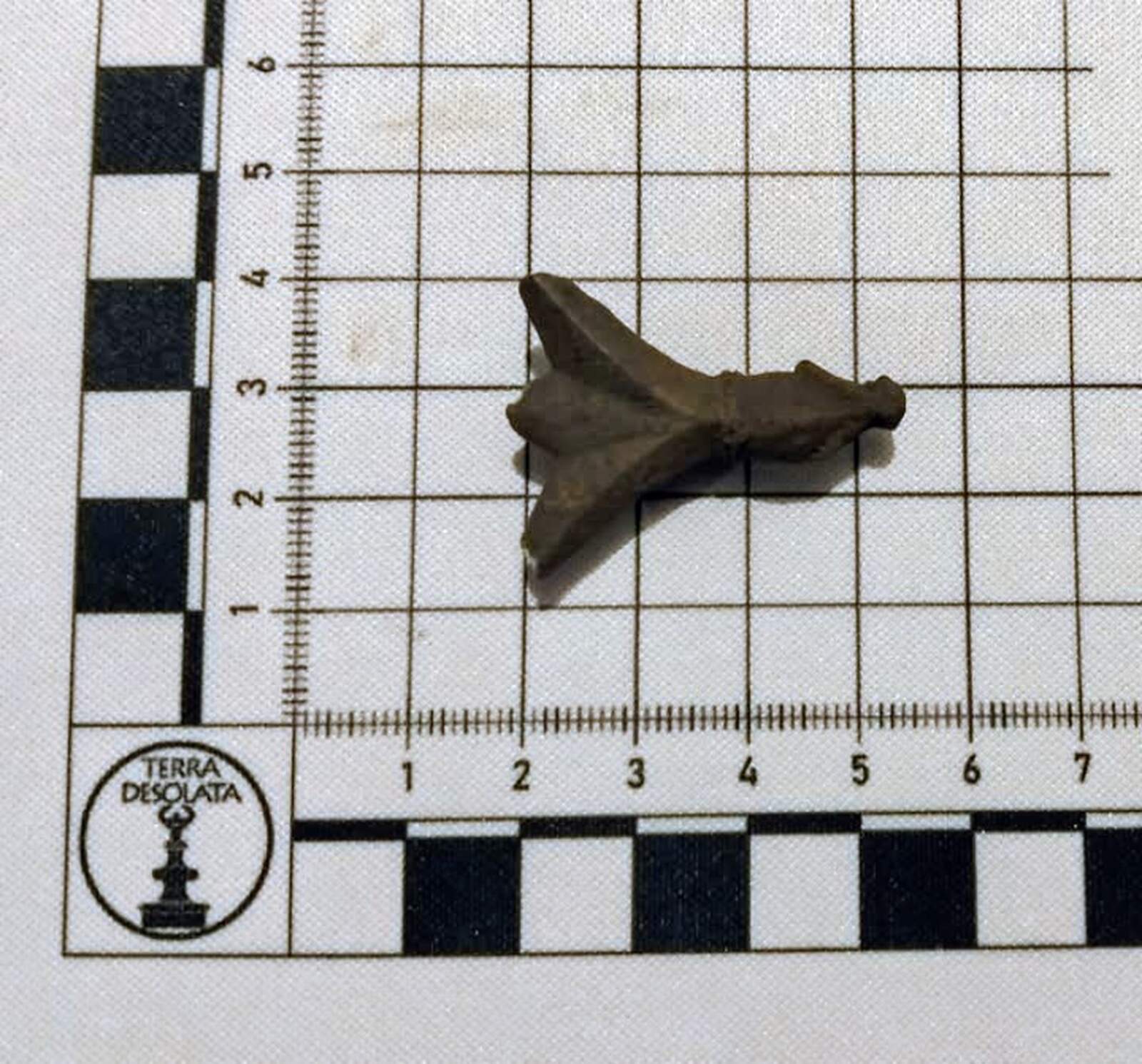 Zapinka w całości, kształtem przypomina owada cykadę, stąd jej nazwa